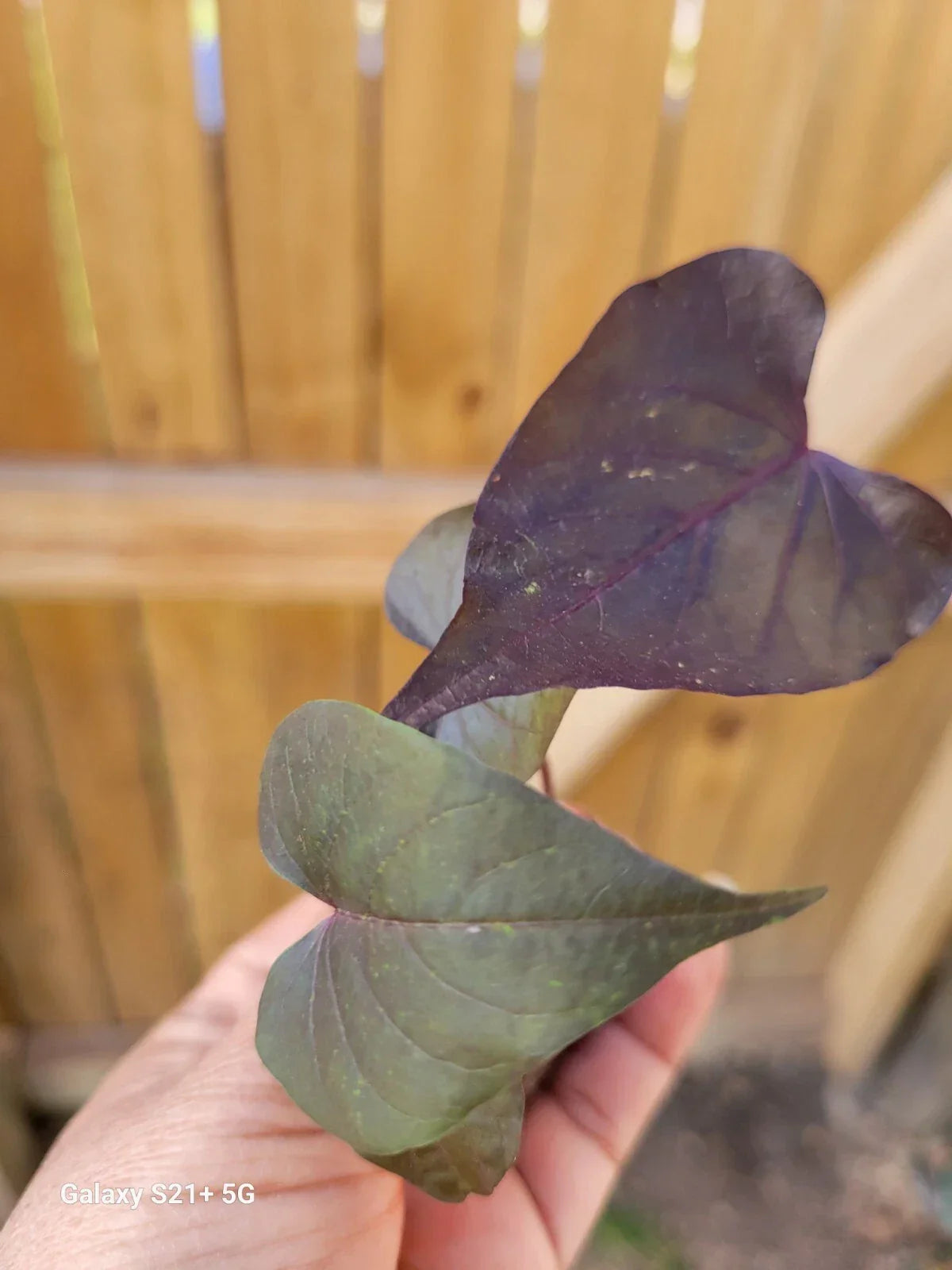 Ipomoea Black Heart Live Plant | Trailing Sweet Potato Vine | Dark Foliage, Well-Rooted, Annual, Ipomoea batatas