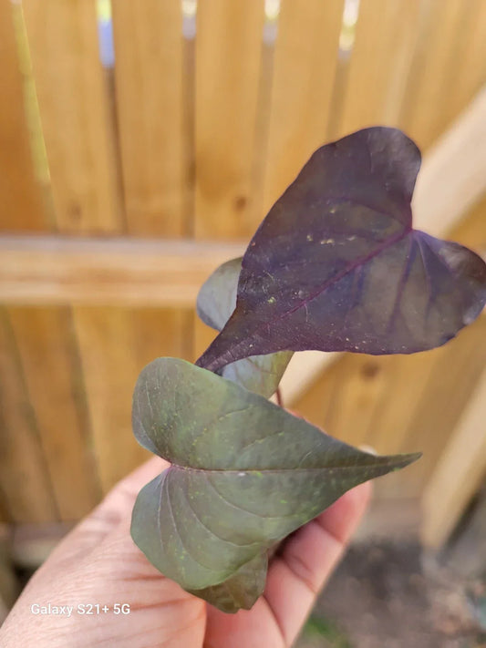 Ipomoea Black Heart Live Plant | Trailing Sweet Potato Vine | Dark Foliage, Well-Rooted, Annual, Ipomoea batatas