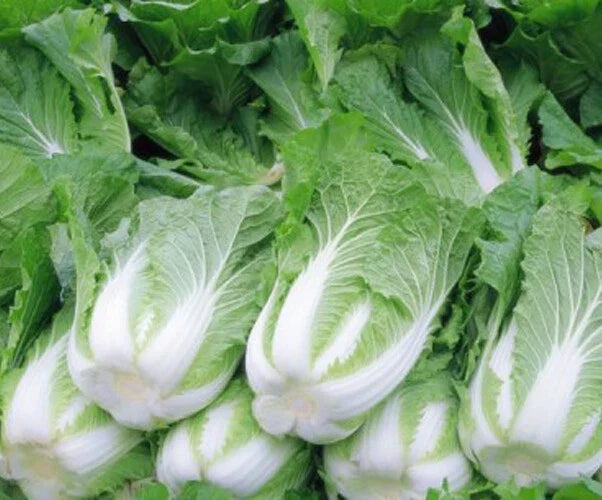 200+ Chinese Cabbage Seeds Michihili Heading Brassica rapa for Home Garden, Salad, Stir-Fry, and Soup