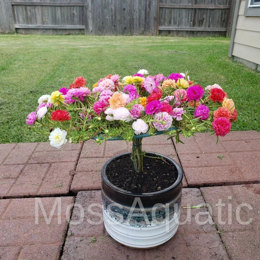 Moss Rose Cuttings 24 Unrooted Varieties Portulaca Grandiflora Mix Drought Tolerant Garden Plants