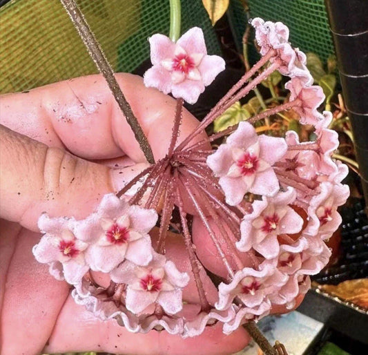 Hoya Carnosa Chelsea Plant 4-Inch Pot Variegated Wax Plant Easy to Bloom Indoor Houseplant