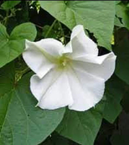 Moonflower Vine Seeds – 30+ White Night Blooming Morning Glory – Ipomoea alba – Fragrant, Night-Blooming Climbing Vine for Gardens