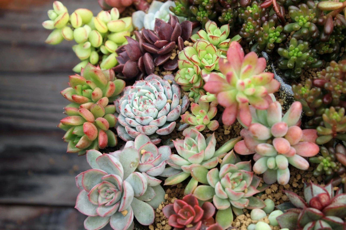 Assorted Succulent Cuttings - 10 Varieties for Garden Decor & Indoor Planters - Easy Care Succulent Plants