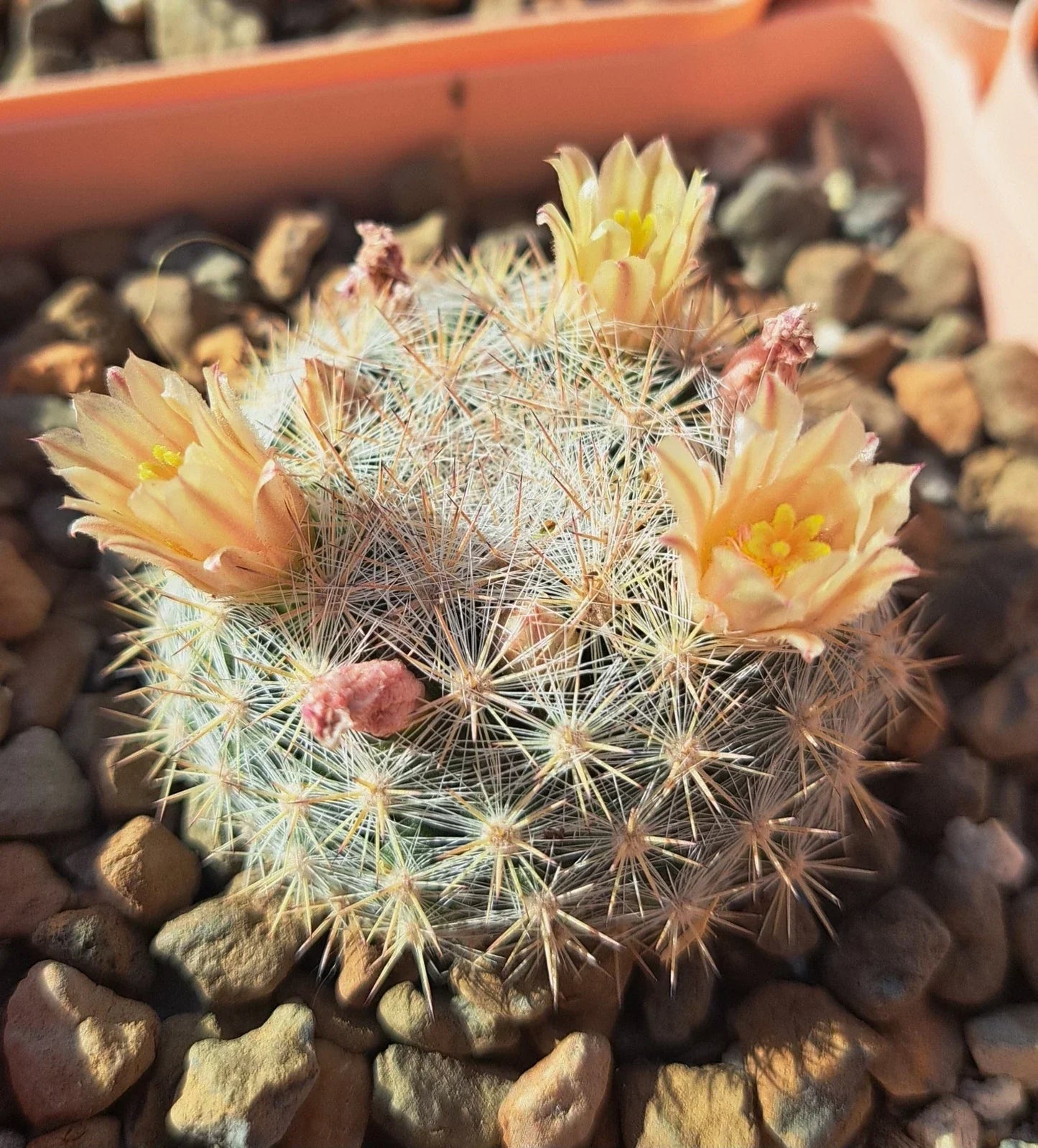 Mammillaria Candida Cactus Bare Root Succulent with White Spines, Easy Care Indoor Plant, Low Maintenance, Ideal for Indoor Gardens