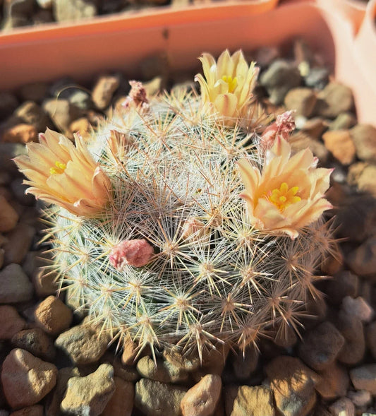 Mammillaria Candida Cactus Bare Root Succulent with White Spines, Easy Care Indoor Plant, Low Maintenance, Ideal for Indoor Gardens