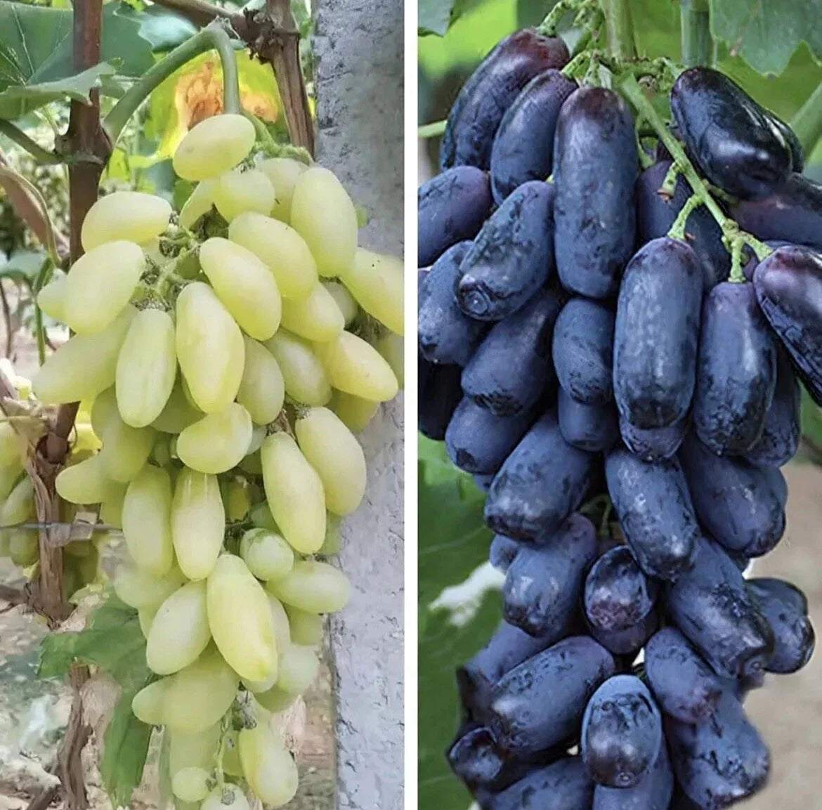 Finger Grape Seed Pack - Organic Non-GMO Vitis vinifera Green & Purple Edible Fruit Seeds for Garden Planting