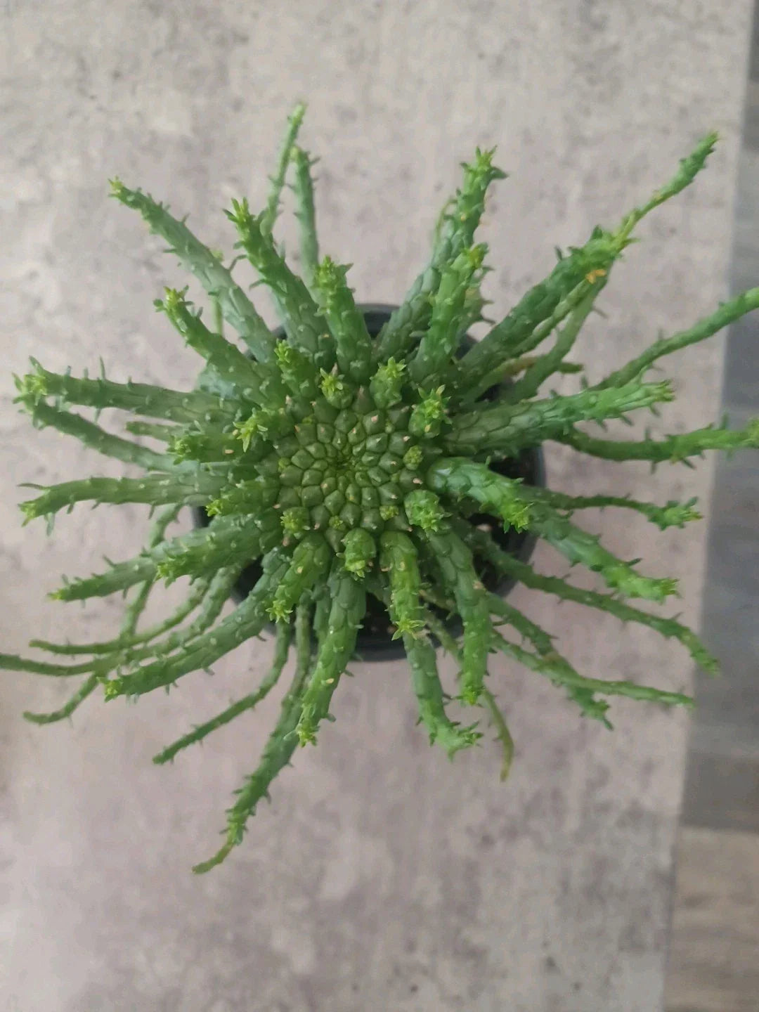 Euphorbia flanaganii Medusa's Head Succulent in 4-Inch Pot – Curly Tentacle Plant, Unique Cactus, Rooted Euphorbia