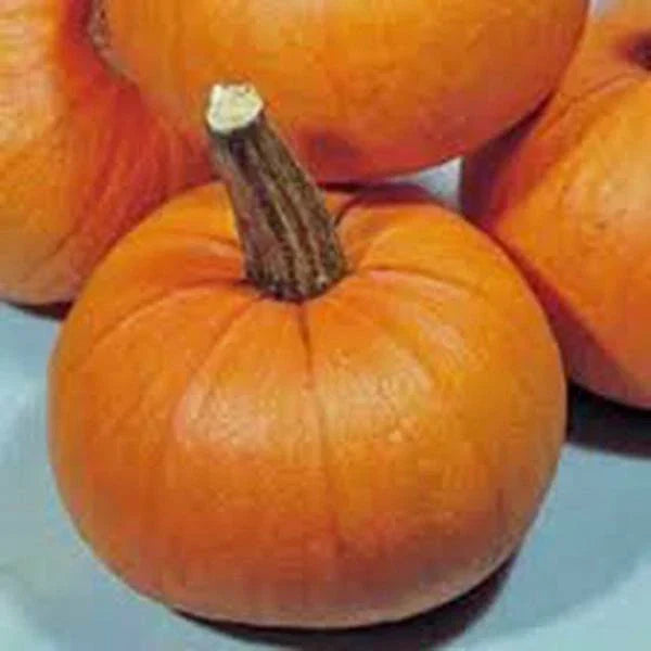 Pumpkin Seeds 500 Count - Small Sugar Heirloom, Non-GMO, Cucurbita pepo for Home Gardening