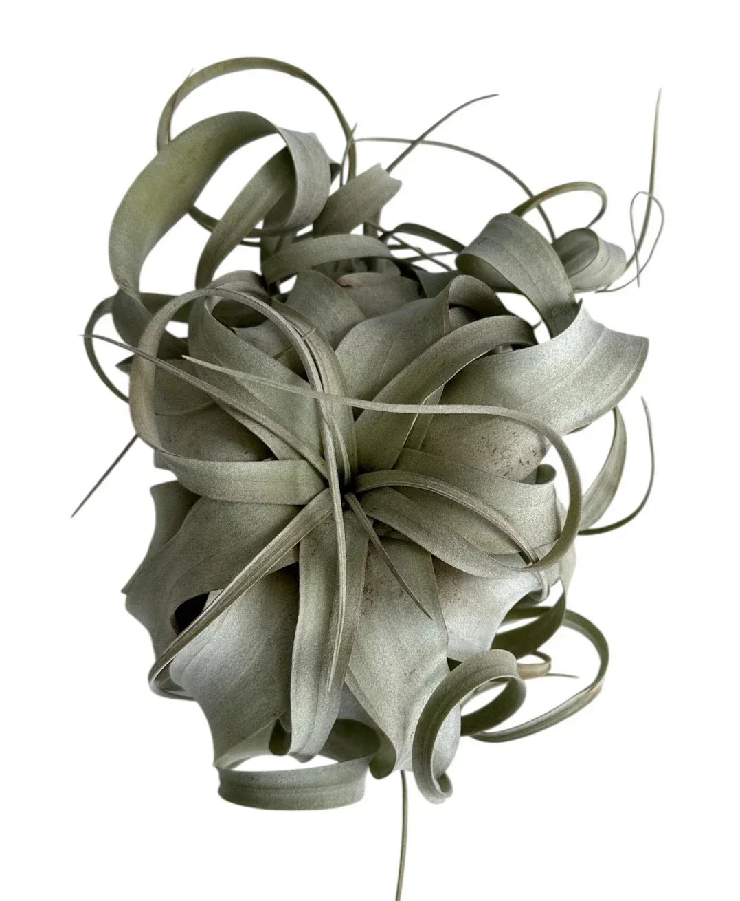 Xerographica Air Plant - Tillandsia xerographica - 3" to 9" Low-Maintenance Indoor/Outdoor Decor Plant