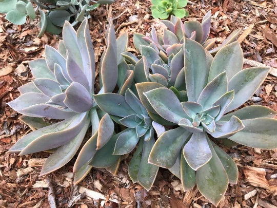 Echeveria Cuttings - Fred Ives Graptoveria Succulent - Multicolor Rosette for Indoor Gardening & Arrangements