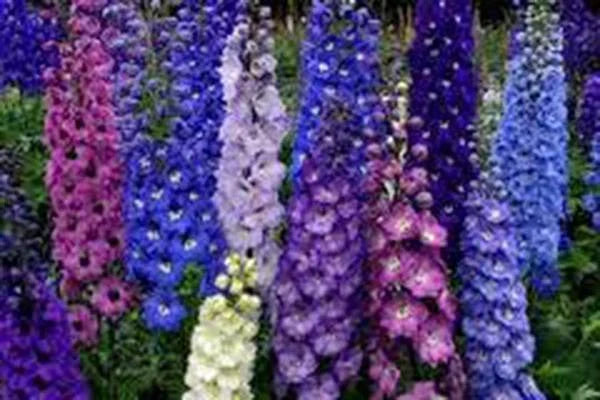 Delphinium Seeds 500 Count Giant Imperial Mix - Vibrant Mixed Colors for Borders & Cut Flowers - Delphinium elatum