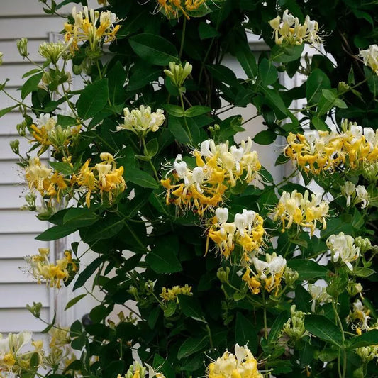 Japanese Honeysuckle Seeds - 20 Pack - Fragrant Climbing Vine - Lonicera japonica - Garden, Patio, Fences
