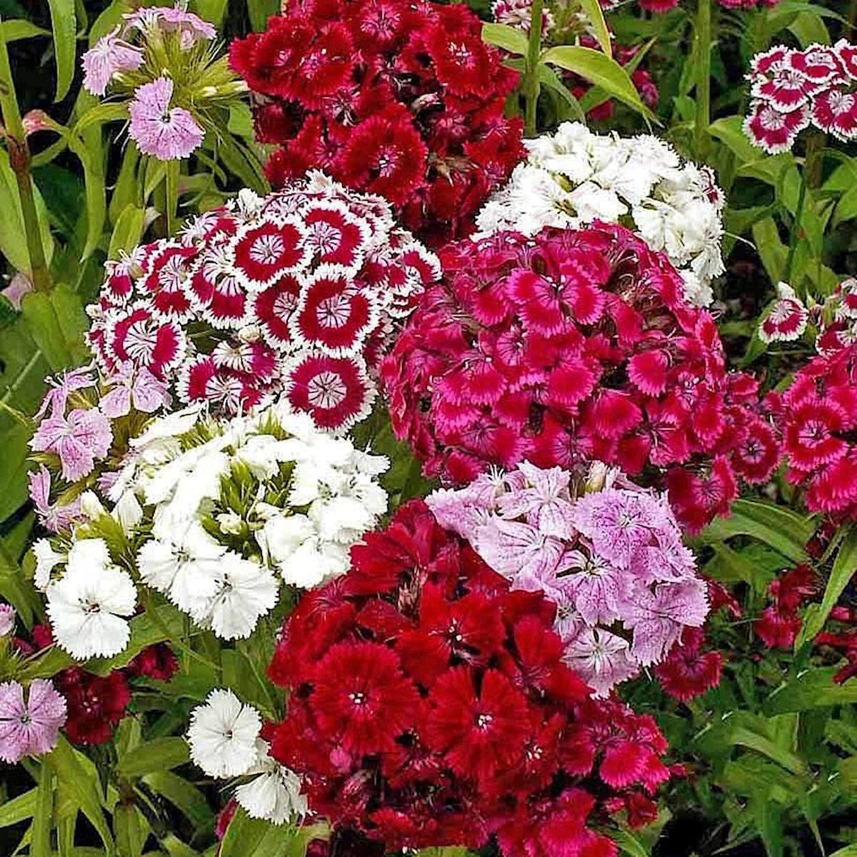 Sweet William Wildflower Seeds 1/4 Lb Packet – Dianthus barbatus, Perennial, Bright Clusters, Pollinator Attractant, Everwilde Farms