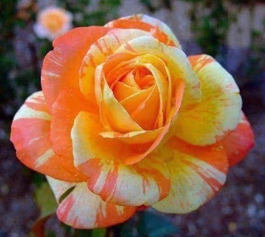 Orange White Rose Seeds - Perennial Flower Seeds for Garden Beds & Containers - Rosa spp. - 10 Pack