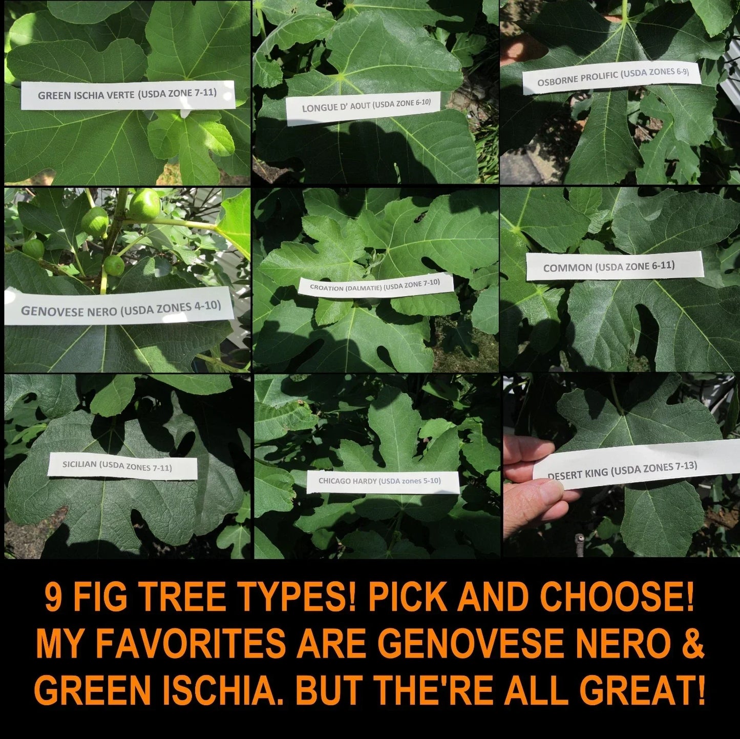 Fig Tree Cuttings 9 Varieties | Ficus carica | Propagation Gardening | Gen Nero, Longue D'Aout