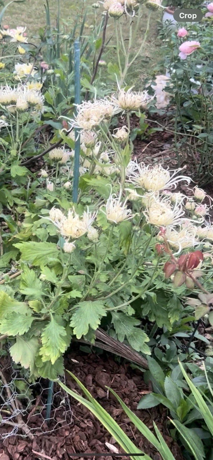 Rare White Pink Chrysanthemum Live Plant – Chrysanthemum morifolium, 10-13 inches, Elegant Indoor Outdoor Flower