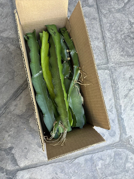 Organic Dragon Fruit Cuttings 10 Pack Hylocereus Undatus Tropical Fruit Plant for Gardening