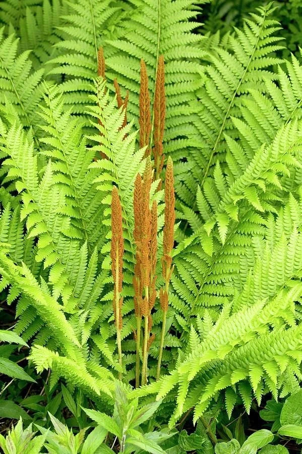 Cinnamon Fern Bare Root Plant | Osmunda cinnamomea | Hardy Perennial Fern for Shade Gardens and Woodland Landscaping