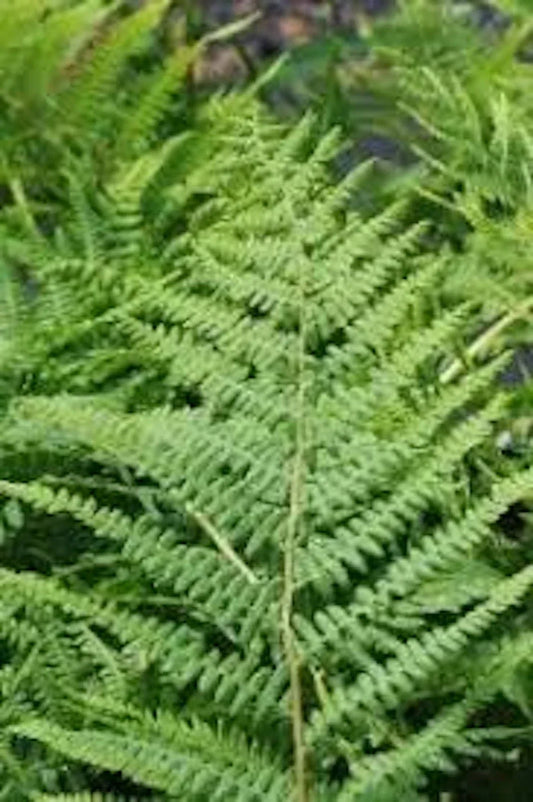 Lady Fern Roots - 3 Bare Root Plants - Athyrium filix-femina - Hardy Perennial Ferns for Garden, Landscape, Shaded Areas