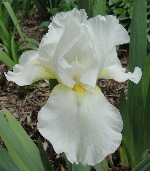 Tall Bearded Iris Plants – Ruffled White – 3 Live Iris germanica Bulbs