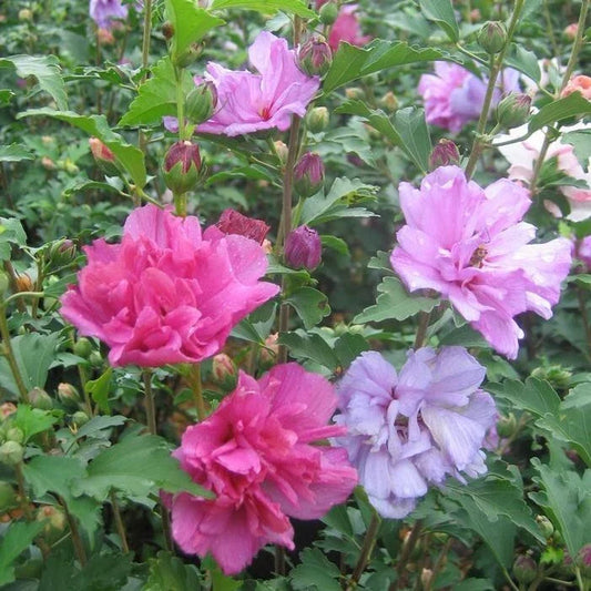 Mixed Rose of Sharon Hibiscus Live Plants, 3 Varieties in 2.5" Pots, Hibiscus syriacus, Colorful Flowering Shrubs