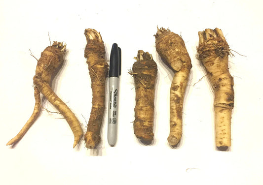 Horseradish Crowns - Easy to Grow, Vigorous Armoracia rusticana Perennial Root for Spicy Sauces and Dishes