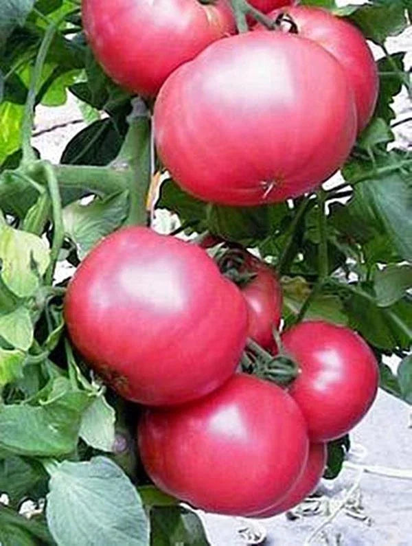 Tomato Slicer Seeds 500 Count Chef's Choice Pink Juicy Beefsteak (Solanum lycopersicum) - Non-GMO, High Yield Variety