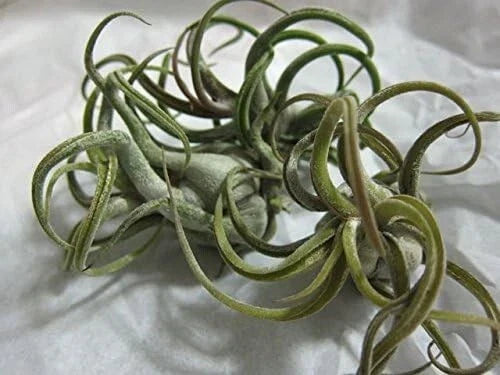 5 Pack Caput Medusae Air Plants - Exotic Tillandsia, Low Maintenance, Unique Medusa Head Shape, Indoor Decor, No Soil Needed