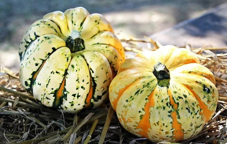 Carnival Squash Seeds - Organic Non-GMO Pack of 10 - Cucurbita pepo - Vining, Full Sun, USA Grown