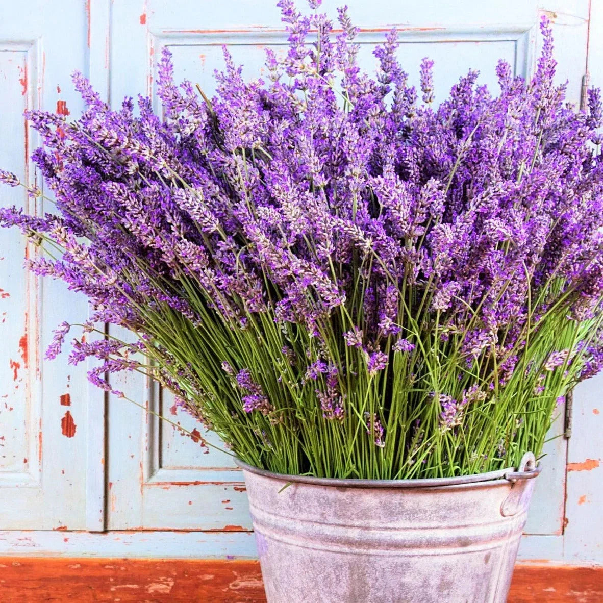 Vera Lavender Seeds - Perennial Purple Flower Pack - Lavandula angustifolia for Garden, Border & Container Planting