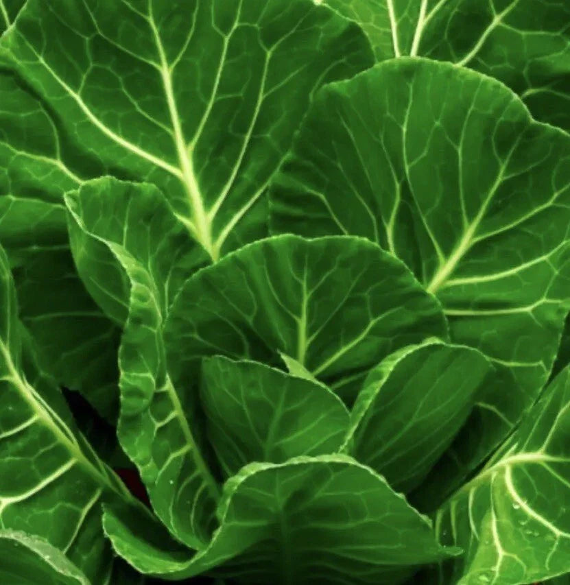 Champion Collard Greens Seeds - Non-GMO Brassica oleracea var. viridis Vegetable Seeds, 2,000+ Pack for Home Gardening