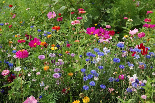Northeast Wildflower Seed Mix - 19 Native Annuals & Perennials for Pollinator Gardens - Non-GMO, Free Shipping