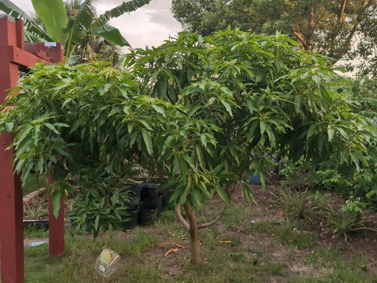 Mango Scion Grafting Cuttings – 3 Rosigold Bud Wood for Grafting – Tropical Fruit Tree Propagation – Mangifera indica