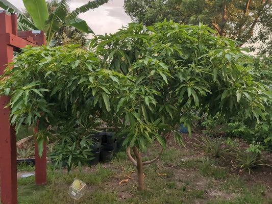 Mango Scion Grafting Cuttings – 3 Rosigold Bud Wood for Grafting – Tropical Fruit Tree Propagation – Mangifera indica