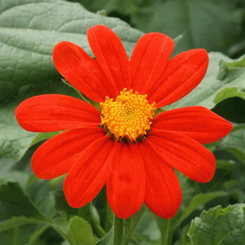 Mexican Sunflower Seeds - 100+ Tithonia rotundifolia for Colorful Garden Flowers, Attracts Pollinators, Summer Blooming Planting