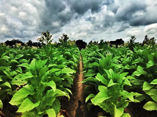 Louisiana Perique Tobacco Seeds 1500 Count Rare Dark Nicotiana Tabacum for Cultivation and Home Growing