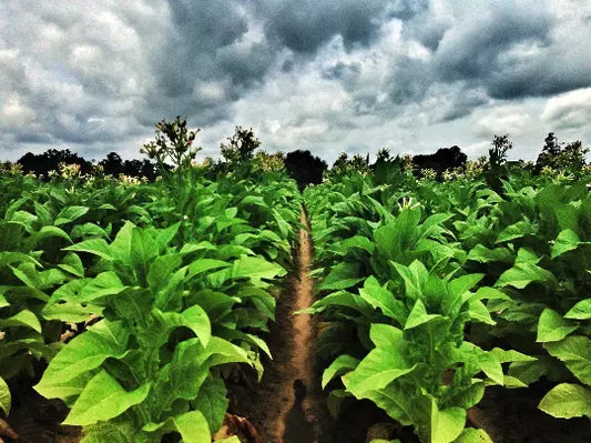 Louisiana Perique Tobacco Seeds 1500 Count Rare Dark Nicotiana Tabacum for Cultivation and Home Growing