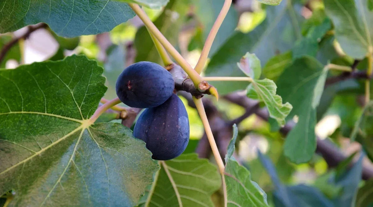 LSU Purple Fig Seeds - 100+ Non-GMO Ficus carica for Home Garden, Container Growing, Juicy Figs, USA