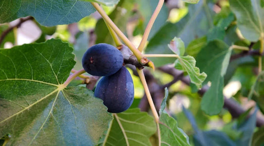 LSU Purple Fig Seeds - 100+ Non-GMO Ficus carica for Home Garden, Container Growing, Juicy Figs, USA