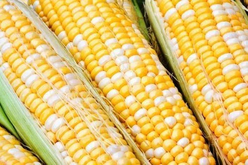 Sweet Corn Seeds - Serendipity Variety - Non-GMO Zea mays for Home Gardens - Delicious, Fast-Growing, Full Sun, Pack of 50