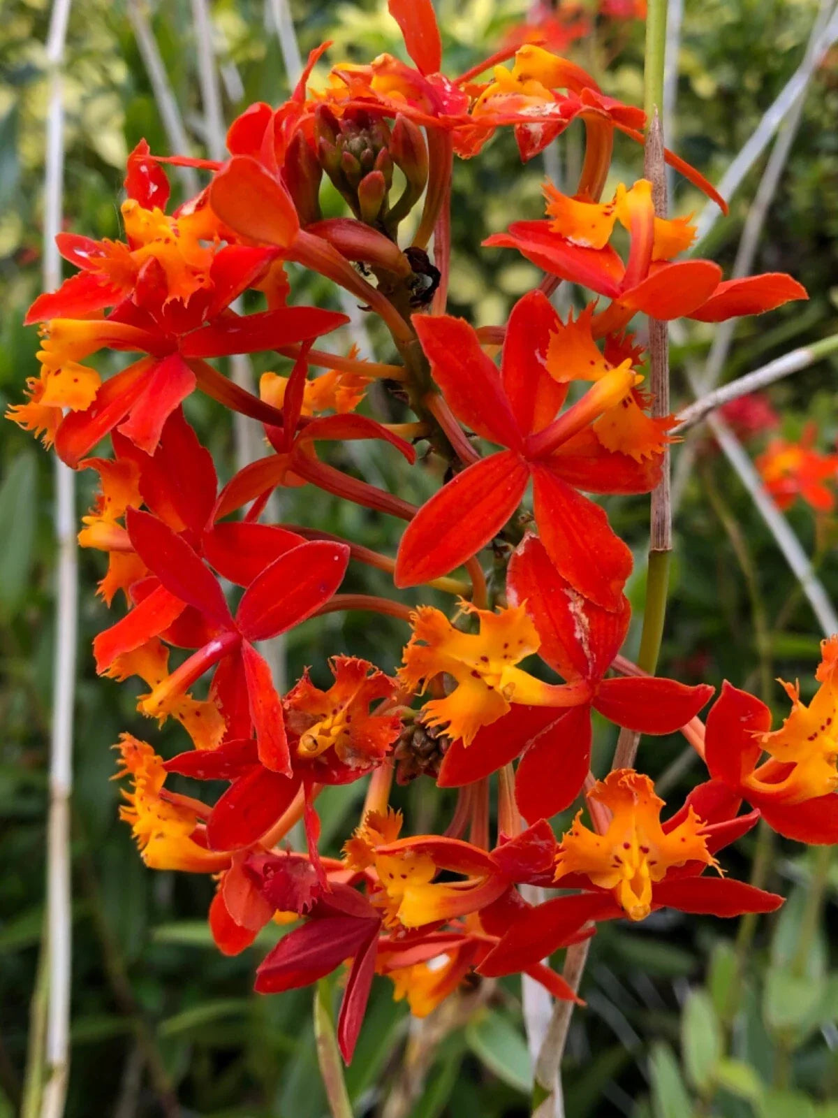 Epidendrum Radicans Orange Orchids - 2 Live Cuttings for Potting & Ground Planting - Vibrant Orange Blooms