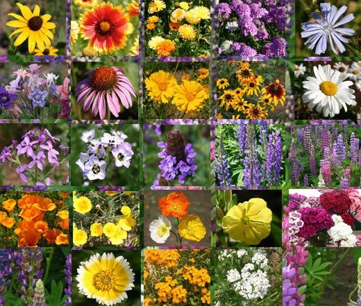 Wildflower Mix Seeds - 1 Oz Bulk - Native Perennial Flower Blend for Gardens - Colorful Cascade Variety - Attract Pollinators