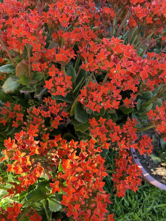Organic Kalanchoe Cuttings 3 Pack | Orange Florist Kalanchoe Succulent Plant | Kalanchoe blossfeldiana