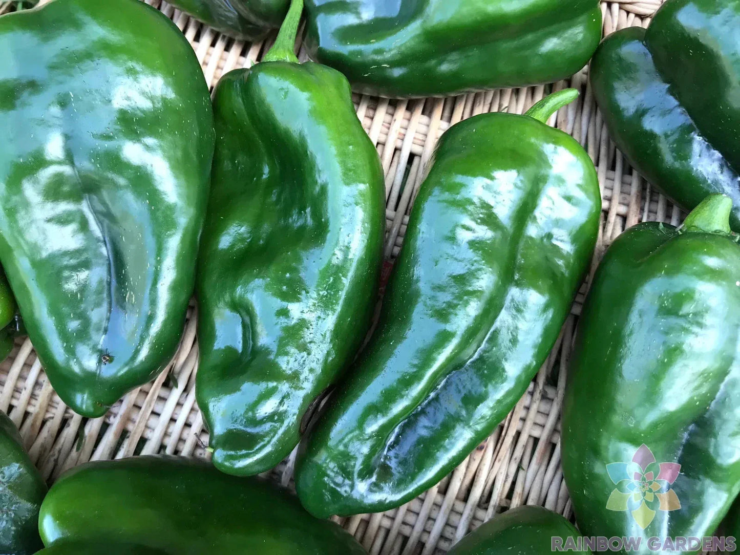 Ancho Poblano Hot Pepper Seeds - 25+ Pack, Capsicum annuum, Gourmet Culinary, Non-GMO, Easy to Grow, Perfect for Garden & Containers