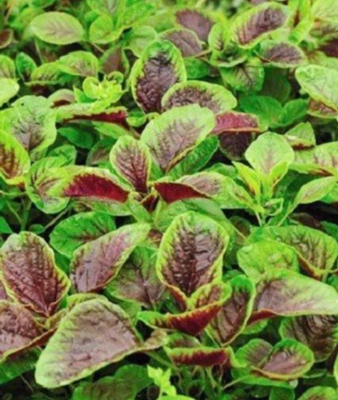 Amaranth Seeds 1000 Red Beauty Chinese Spinach Yin Cho Callaloo Amaranthus tricolor Heirloom Gardening