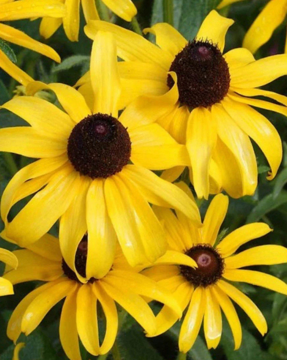 Black Eyed Susan Seeds - GOLDILOCKS Variety - Rudbeckia hirta - 10,000 Non-GMO Double Bloom Seeds for Gardens