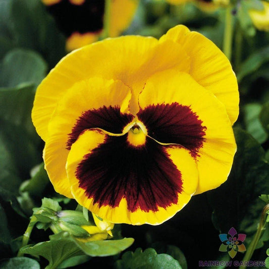 Majestic Giants Yellow Blotch Pansy Seeds - Viola tricolor Flower Seeds for Garden & Pots, 200+ Premium Seeds