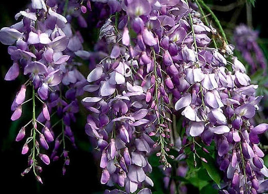 Live Blue Chinese Wisteria Plant - Rooted Vine with Purple Flowers, Wisteria sinensis, 1-2 ft, Climbing Vine for Garden, Trellises & Arbors