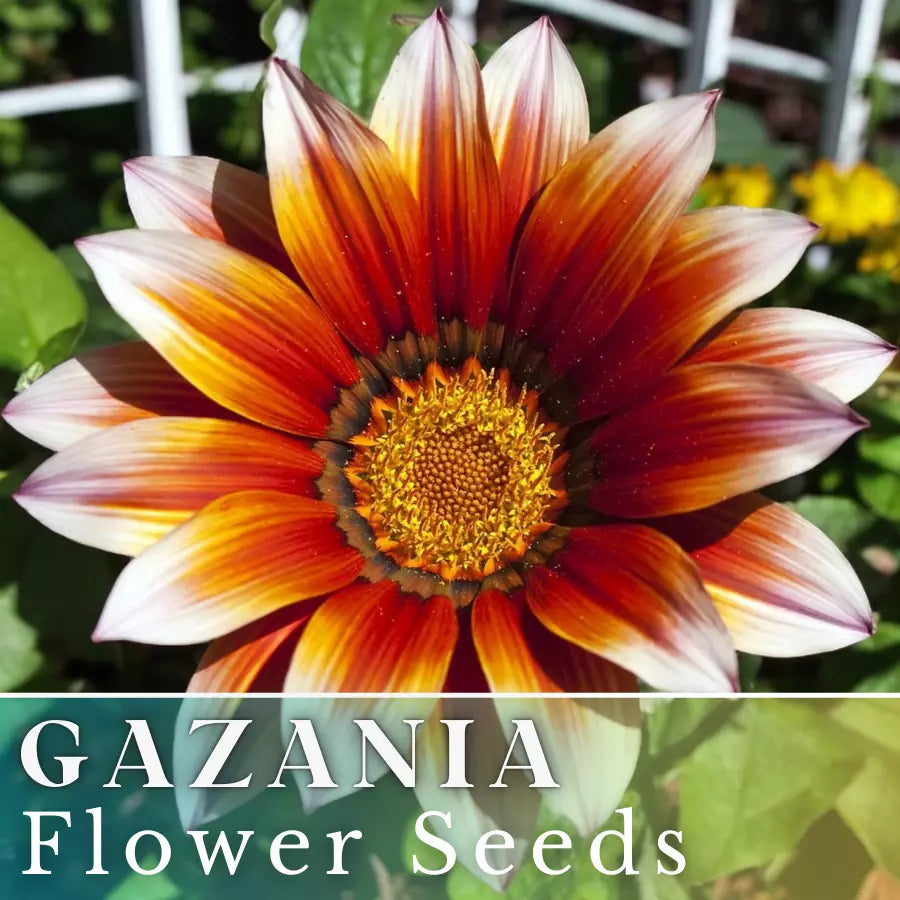Gazania Seeds - Ruby Sunset, Non-GMO Flower Seeds for Borders & Containers, Gazania rigens, Vibrant Red & Yellow Blooms