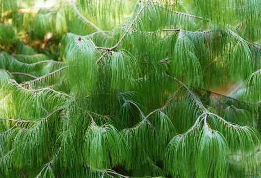 Mexican Yellow Weeping Pine Seeds, Pinus patula, Drought-Resistant Evergreen, Ornamental Tree, Landscaping, 30 Pack